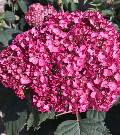 Smooth Hydrangea Invincibelle Mini Mauvette®